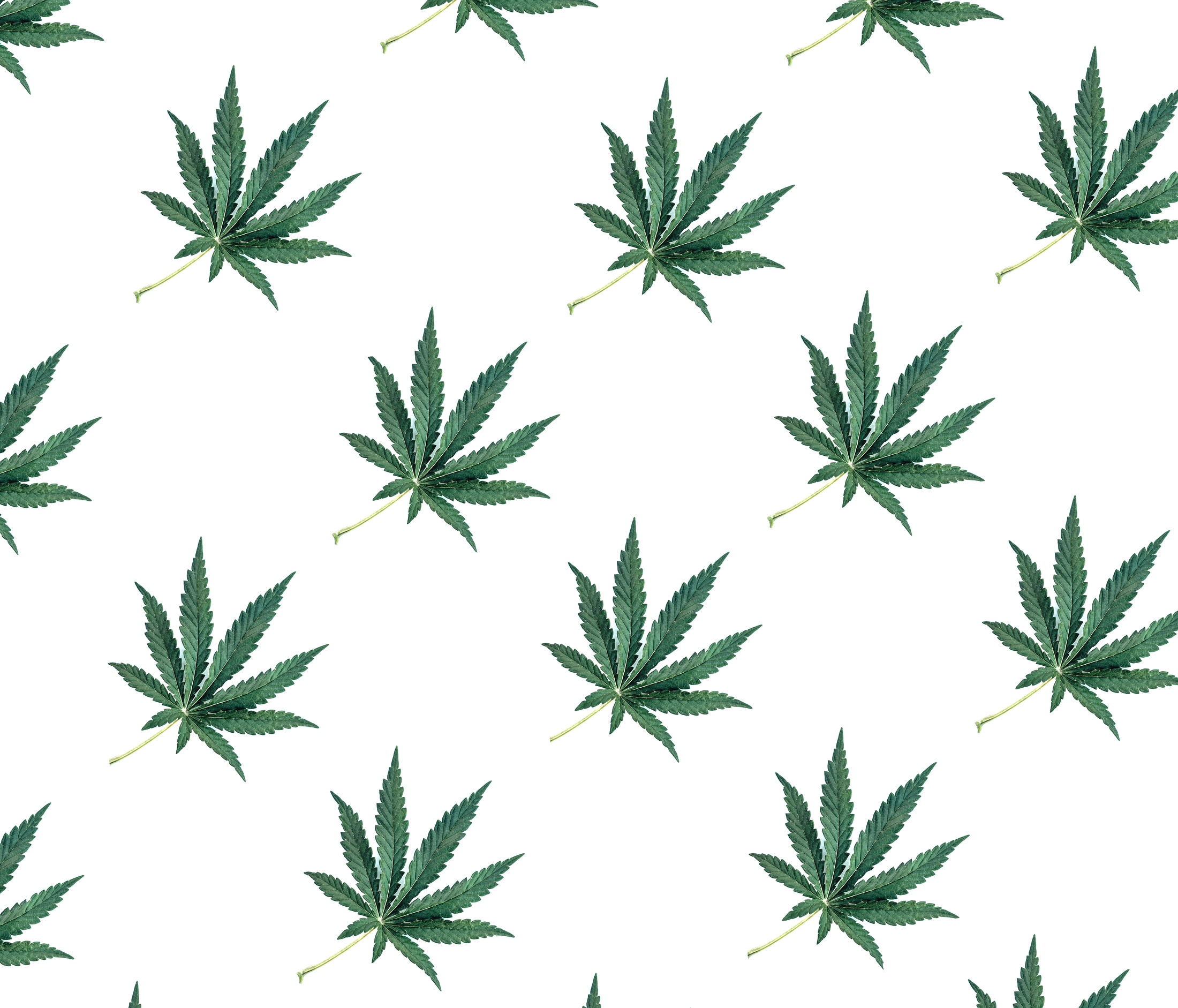 Pattern of Green Cannabis Leaves on a White Isolated Background